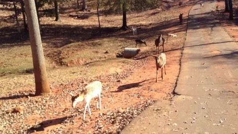 Deer on side of road come up to window Stock Footage 74504413