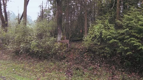 Deer on side of road Stock Footage 106317647