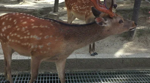 Deer On Sidewalk Sniffs Persons Pockets Stock Footage 49667926