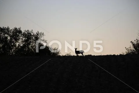 Deer silhouette on a hill at sunset Stock Photos