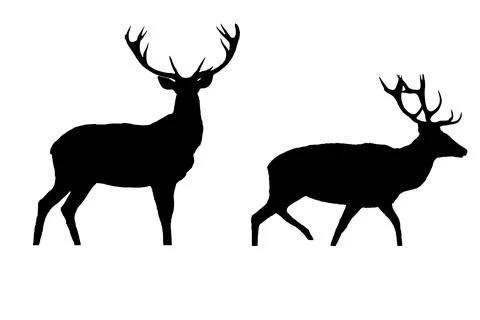Deer silhouette isolated on white background Stock Illustration