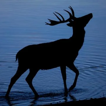 Deer Silhouette Stock Photos