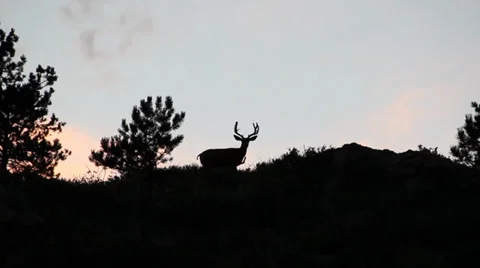 Deer Silhouette at Sunset 스톡 동영상 33545762