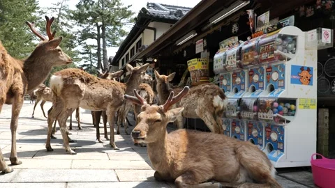 Deer sit and relax in front of a tourist-free souvenir shop in Nara Stock Footage 132178513
