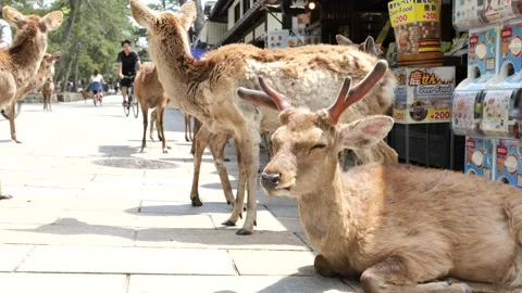 Deer sit and relax in front of a tourist-free souvenir shop in Nara Stock Footage 132179522