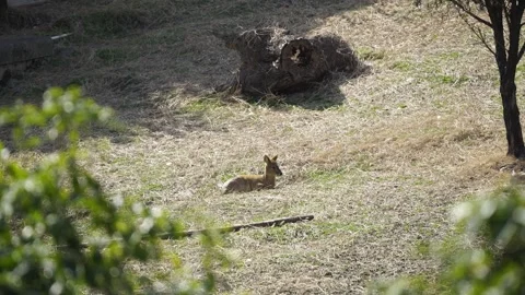 A Deer sitting all by itself Stock Footage 328601449