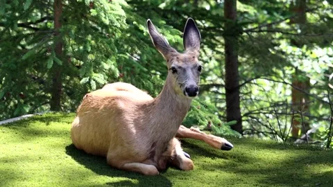 Deer Sitting and Adjusting - slow motion Stock Footage 134822040