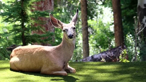 Deer Sitting and Turning Direction - slow motion Stock Footage 134822067