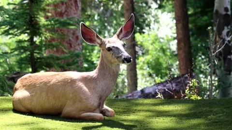 Deer Sitting and Turning to Face Forward - slow motion Stock Footage 134822099