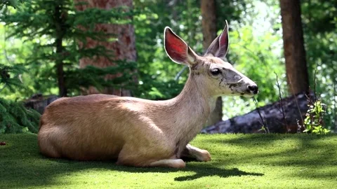 Deer Sitting and Turning Head - slow motion Stock Footage 134822117