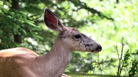 Deer Sitting and Turning Head - close up Stock Footage 134822177