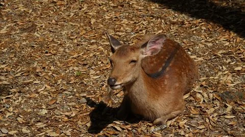 Deer sitting on Grass in Forest Stock Photos