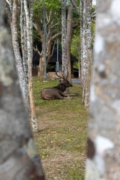 Deer sitting on grass of a parking in Khao Yai National Park, Thailand. Stock Photos