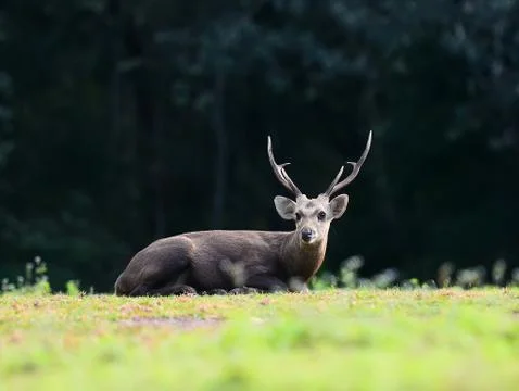 Deer sitting in grass Stock Photos