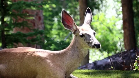 Deer Sitting on Grass - slow motion Stock Footage 134822161