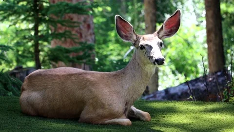 Deer Sitting on Grass in the Woods Stock Footage 134822176