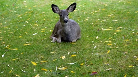 A deer sitting on green field and then walking away Stock Footage 290280593