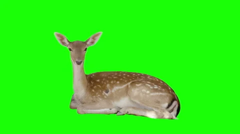 Deer Green Screen Stock Footage 