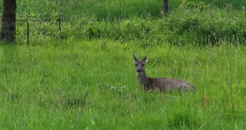 Deer sitting in meadow alone Stock Footage 243245881
