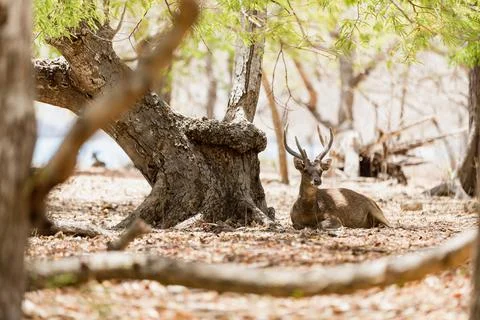 A deer is sitting next to a tree in the forest Stock Photos