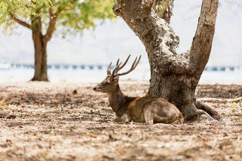 A deer is sitting next to a tree Stock Photos