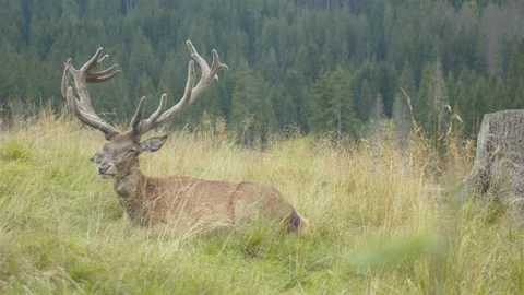 Deer sitting in the tall grass. Stock-Footage 203943004