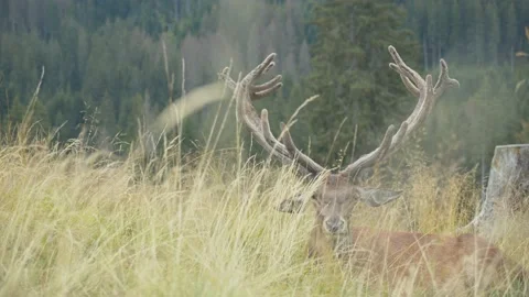 Deer sitting in the tall grass. Stock Footage 203943063