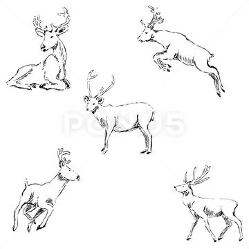 Deer Drawing: Step-by-Step Tutorial - Mimi Panda