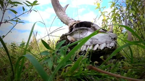 Deer Skull - 1 動画素材 41511328