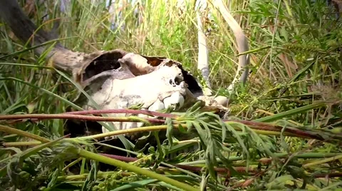 Deer Skull - 2 動画素材 41511306