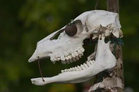 Deer skull art Stock Photos