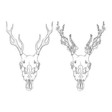 Deer skull with flowers. Vector element for tattoo sketch, printing on T-shirts. Stock Illustration