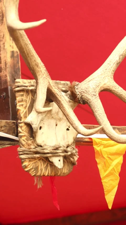 A deer skull hangs from a red tent, suitable for use in outdoor or wilderne.. Stock Footage 344158719