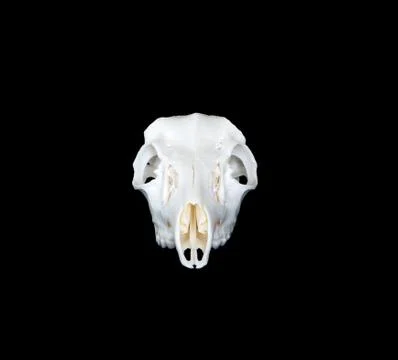 Deer skull head on Stock Photos
