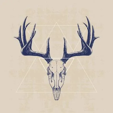 Deer skull Stock Illustration