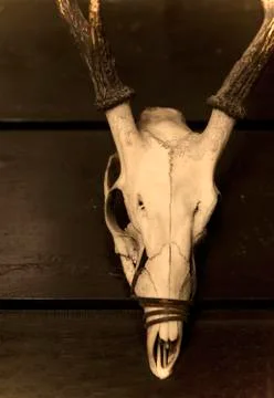 Deer skull-philippines Stock Photos