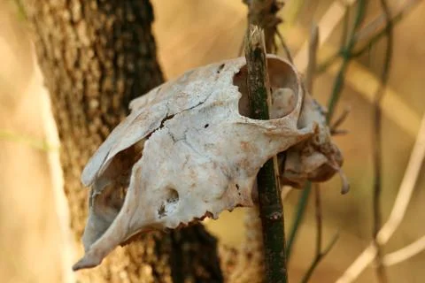 Deer skull Stock Photos