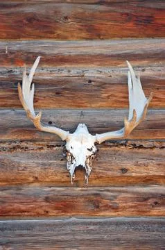 Deer skull Stock Photos