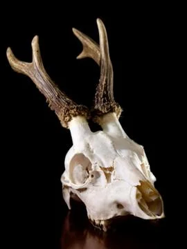 Deer skull Stock Photos