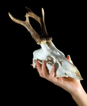 Deer skull Stock Photos