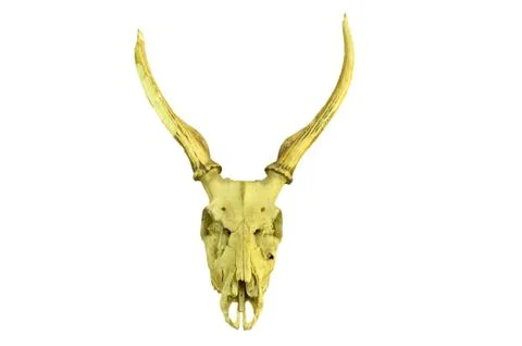 Deer skull Stock-Fotos