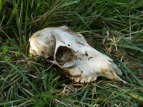 Deer Skull Stock Photos