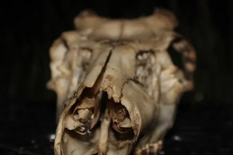 Deer Skull Foto stock