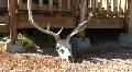 Deer Skull At A Ranch HD Footage