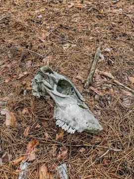 Deer Skull Resting on Forest Floor Covered in Pine Needles 库存照片