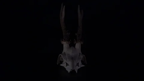 Deer Skull Smoke Soft Lighting Slow Motion 動画素材 97453480