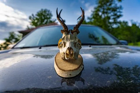 Deer skull trophy on a car making it scary and post apocalyptic Stock Photos