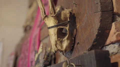 Deer Skull Trophy Mount Rustic Wooden Wall Brick Cabin Hunting Home Decor Close Stock Footage 336669481