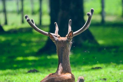 Deer sleeping on the grass Stock Photos