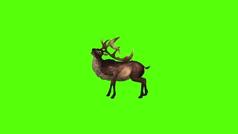 Deer slow Death Green Screen Animation 4K Rendering Stockbeeldmateriaal 295555969